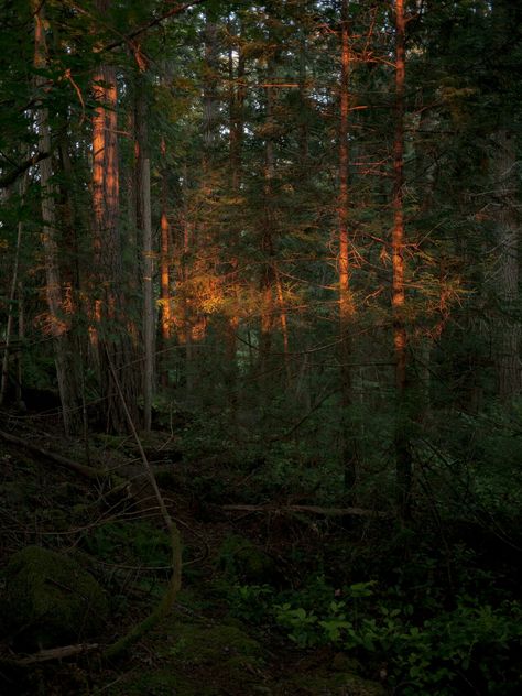 Jesse Balmer, Dark Naturalism Aesthetic, Pender Island, Dark Naturalism, Dark Landscape, Pine Forest, Dark Photography, In The Forest, Ecosystem