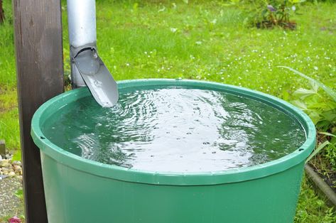 collecting rain water Rain Barrel System, Lawn Irrigation, Rain Collection, Lawn Sprinklers, Backyard Chicken Coops, Water Collection, Rainwater Harvesting, Rain Barrel, Rain Water Collection