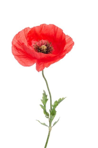 Single red poppy isolated on white | Premium Photo #Freepik #photo #background #floral #nature #box Poppy Flower Bouquet, Poppy Flower Drawing, Poppy Flower Tattoo, Poppy Photo, Photo Bouquet, Watercolor Tips, Background Floral, Poppy Painting, Rock Painting Designs