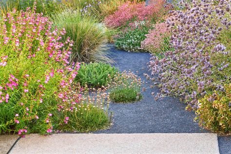 This Gorgeous Yard Proves a Flower-Filled Meadow Is Possible, Even in a Small Space Garden Supports, Naturalistic Garden, American Garden, Meadow Garden, Gardening Trends, Japanese Maple Tree, Cat Garden, Front Lawn, Natural Wine