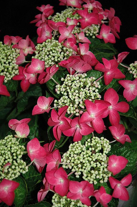 Vanilla Strawberry Hydrangea, Fence Flowers, Strawberry Hydrangea, Edible Grass, French Hydrangea, Cream Hydrangea, Big Leaf Hydrangea, Bigleaf Hydrangea, Strawberry And Cream