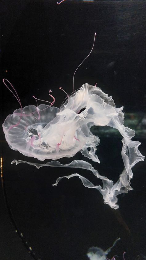 Medusa Animal, White Jellyfish, Jellyfish Pictures, Sea Jellies, Jellyfish Art, Underwater Creatures, The Music Industry, Marine Animals, Ocean Creatures