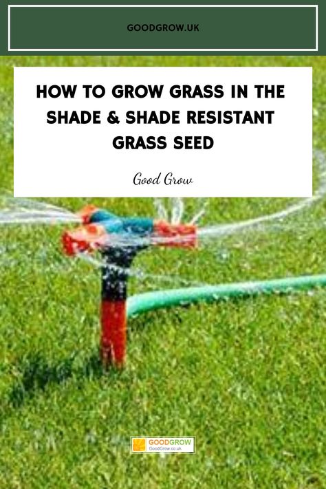 How to Grow Grass in the Shade & Shade Resistant Grass Seed How To Grow Grass, Grass Seed Types, Fescue Grass, Tall Fescue, Planting Grass, Seeding Lawn, Large Trees, Growing Grass, Wild Flower Meadow