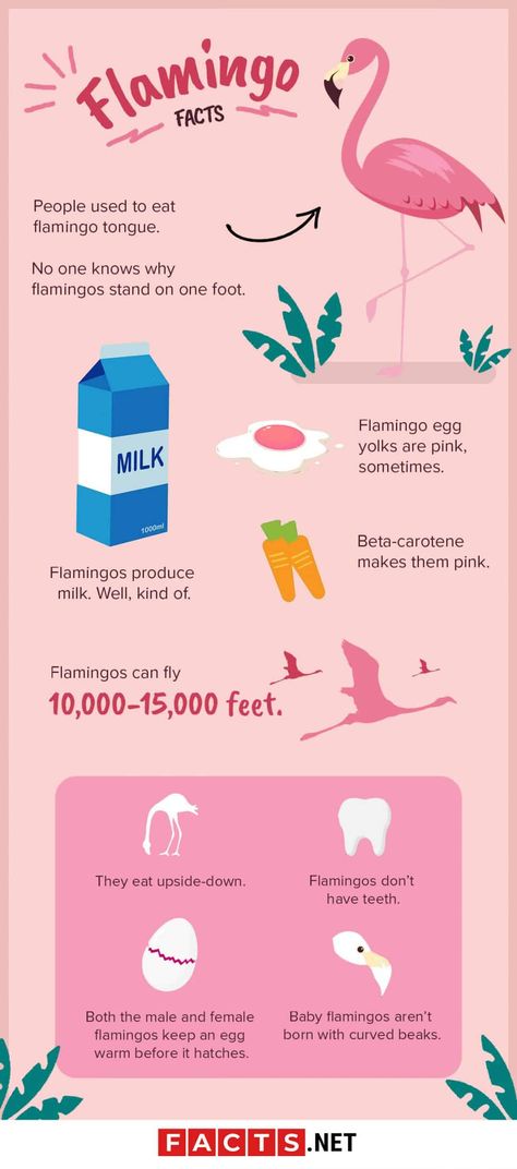 Flamingo Facts, Flamingo Heart, Tropical Classroom, Flamingle Party, Greater Flamingo, Flamingo Pictures, Fancy Flamingo, Mammary Gland, Flamingo Theme