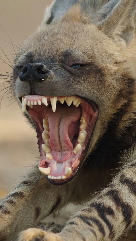 Hyena Teeth Reference, Hyena Teeth, Hynas Animal, Hyena Anatomy, Hyena Laughing, Hyena Photo, Striped Hyena Art, Hyena Striped, Striped Hyena