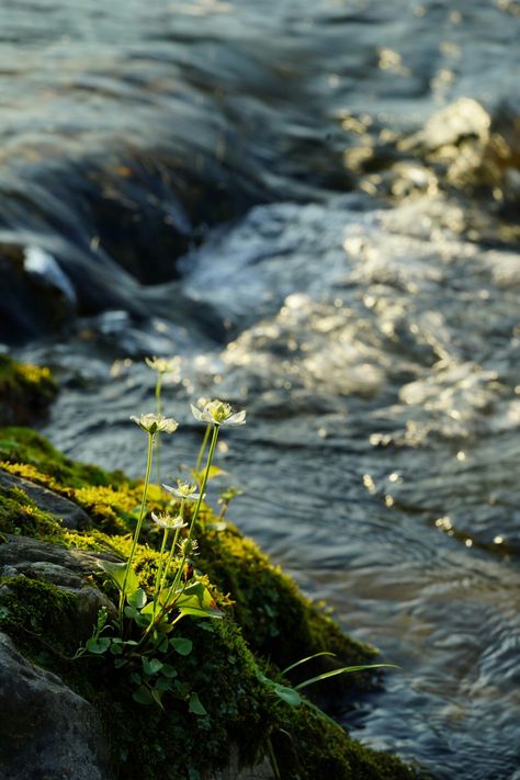 Chanel Campaign, Dreamy Forest, Good Night Beautiful, Chinese Art Painting, Dark Green Aesthetic, Water Photography, Beautiful Places Nature, Walking In Nature, Green Aesthetic