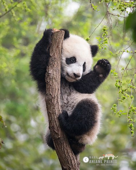 It's #NationalPandaDay ! Head on over to the Baby Animal Prints Blog to find 10 Fun Facts about Giant Pandas and a couple fun ways that you can help these amazing animals. Baby Animal Prints Nursery, Baby Panda Bears, Safari Nursery Art, Animal Nursery Art, Baby Sloth, Foto Baby, Baby Animal Prints, Nursery Animal Prints, Giant Panda