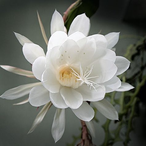 Kadupul flower Fishbone Cactus Flower, Kadupul Flower, Epiphyllum Oxypetalum, Fishbone Cactus, Night Blooming Flowers, Expensive Flowers, Endangered Plants, Orchid Cactus, Unusual Plants