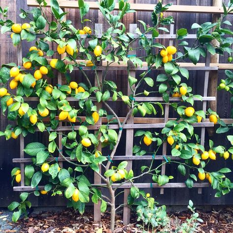 First harvest. I see preserved lemons in my 2016. #meyerlemons #espalier #gardening #citrus Garden Ideas Fence, Espalier Fruit Trees, Fruit Tree Garden, Citrus Garden, Preserved Lemons, Garden Arbor, Garden Walkway, Veg Garden, Fruit Tree