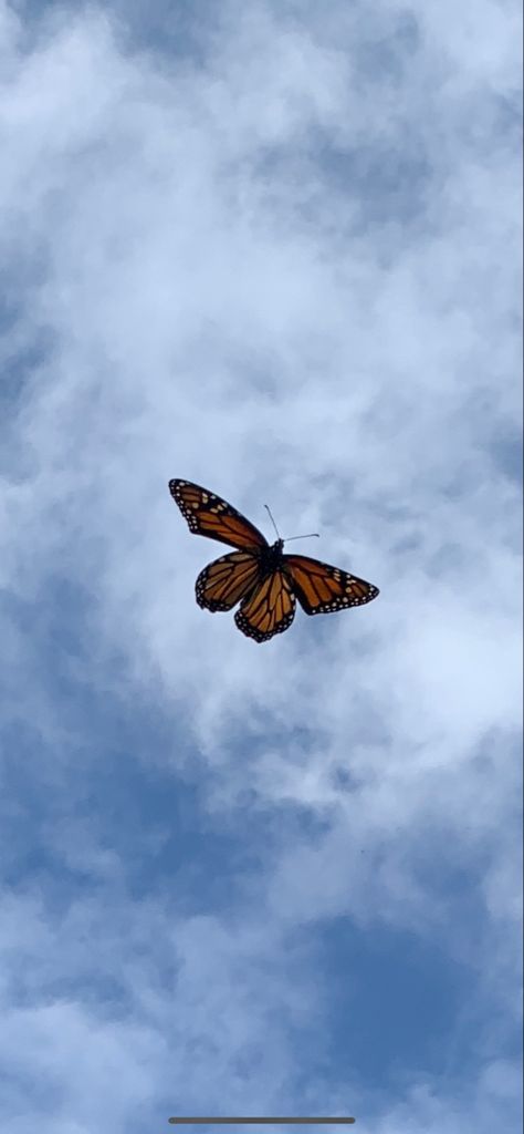 pretty monarch butterfly perfect for aesthetic home pages Aesthetic Home, Monarch Butterfly, A Butterfly