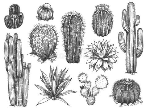 Sketch Cactus, Wild Succulents, Western Icons, Desert Drawing, Desert Tattoo, Succulent Tattoo, Converted Bus, Cactus Tattoo, Cactus Drawing