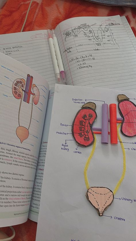 Excretory System Projects, Excretory System Model, Human Excretory System, Aesthetic Assignment, Study Productivity, Aesthetic Assignment Ideas, Human Body Science Projects, Biology Project, Assignment Ideas