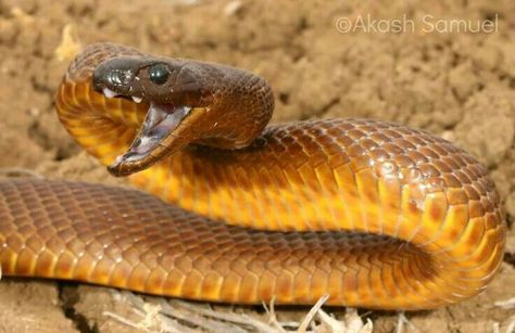 Inland Taipan Snake, Taipan Snake, Australian Reptiles, Inland Taipan, House Logos, Aussie Animals, Danger Noodles, Snake Photos, Bernard Arnault