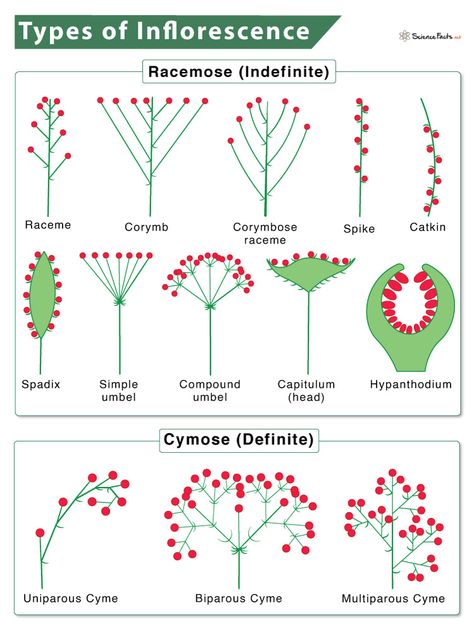 Botany Lessons, Nature Shapes, Speculative Biology, Cyberpunk Tattoo, Flower Structure, Plant Names, Plant Study, Study Flashcards, Plant Science