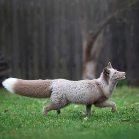 Fox Front View, Cross Fox, Celtic Animals, Cute Fox, Front View, Fox Fur, Mammals, Art Inspo, Cute Animals