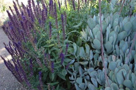 Salvia nemorosa ‘Caradonna’ (L) gets cut down to the ground in winter; it’s $9 for gardeners who live in Australia. Cotyledon orbiculata ‘Tall Flowered Form’ (R) has powdery gray leaves with maroon edges. Modern Mediterranean Garden, Cotyledon Orbiculata, Dome Houses, Low Water Landscaping, Salvia Nemorosa, Garden Landscaping Ideas, Australian Native Garden, Drought Tolerant Garden, Modern Mediterranean