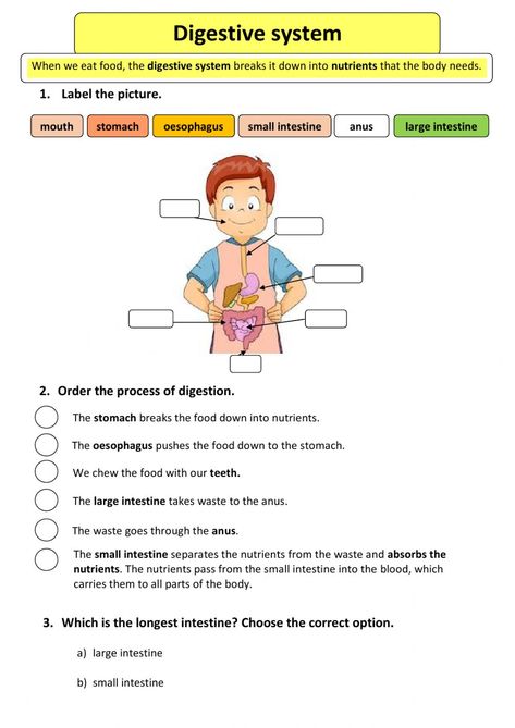 Digestive system online worksheet for Grade 3. You can do the exercises online or download the worksheet as pdf. Digestive System Activities, Digestive System For Kids, Digestive System Worksheet, Grade 3 Science, Preschool Charts, Worksheets For Class 1, Human Digestive System, Physical Education Lessons, Worksheets For Grade 3