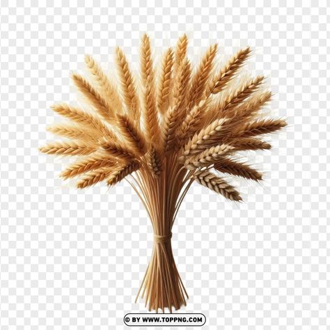 Wheat Bundle, Wheat Stalk, Harvest Decor, Golden Wheat, Wheat Fields, Harvest Decorations, Digital Planning, Autumn Fall, Png Clipart