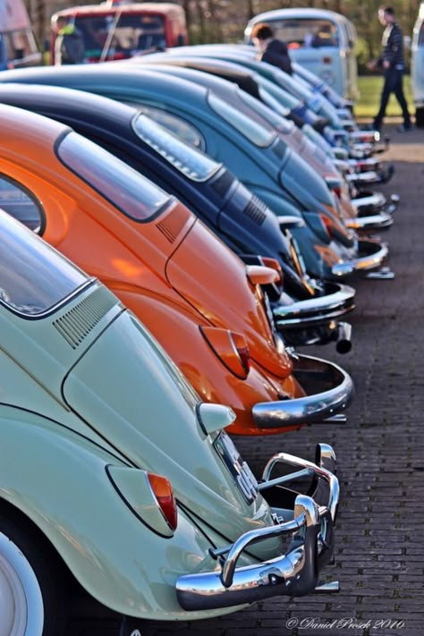 Volkswagen Beetle Vintage, Vw Sedan, Vw Art, Volkswagen Bug, Vw Beetle Classic, Vw Vintage, Vintage Volkswagen, Car Volkswagen, Vw Bugs