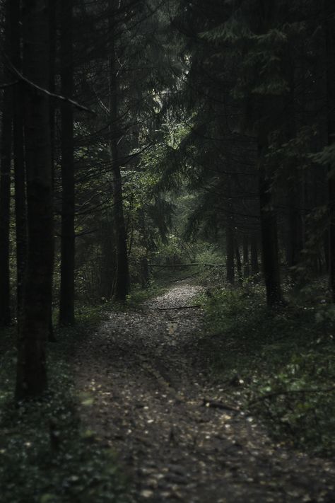 Ƭ ɧ ҽ . Ƒ σ ɽ ҽ ʂ ƭ Dark Naturalism, Dark Forest Aesthetic, Woods Photography, Dark Green Aesthetic, Slytherin Aesthetic, Forest Path, Dark Forest, Nature Aesthetic, Enchanted Forest