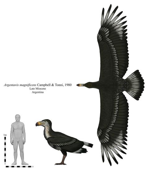 Argentavis magnificens, a species of teratornithid bird from Miocene Argentina. With an estimated wingspan between 5.5 and 6.5 m. this was one of the largest birds ever. It stood about 1.5 m. tall. Extinct Birds, Prehistoric Wildlife, Ark Survival Evolved, Creature Artwork, Prehistoric Art, Paleo Art, Extinct Animals, Jurassic Park World, Dinosaur Art