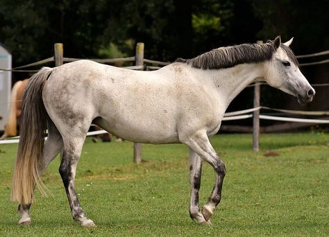 Centaur Poses, Horses Aesthetic, English Horses, Horse Walking, All Horse Breeds, Horse Images, Wild Horses Photography, Love For Animals, Horse Reference