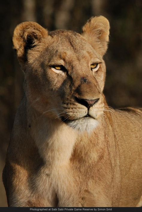 Lioness Lioness Images, Female Lion Tattoo, An Ember In The Ashes, Ember In The Ashes, Female Lion, Carnival Of The Animals, Lions Photos, Lion And Lioness, Beautiful Snakes