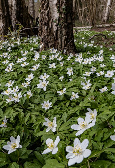 wood anemone – Robb Doyle Photography Wood Anemone, Irish Garden, Woodland Flowers, Wild Garlic, Shade Perennials, Tree Canopy, Forest Floor, Blue Wood, Vibrant Flower