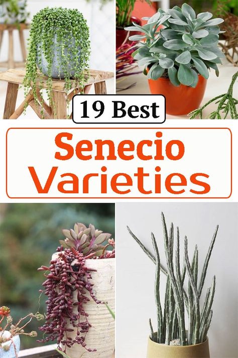 With over 1000 species, Senecio is a very large genus of plants. To help you pick out the best one, we have chosen the Best Senecio Varieties for you! Senecio Succulent, Candle Plant, Shades Of Light Blue, Hanging Succulents, Gardening Advice, Colorful Plants, Blue Leaves, Ground Cover, Succulents Garden