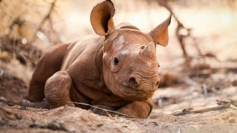 Baby black rhino has incredible routine, pictures show | Fox News Incredible Pictures, Sheldrick Wildlife Trust, Baby Rhino, Wild Animals Photography, Black Rhino, Animals Photography, Baby Black, Incredible Creatures, Rhinos