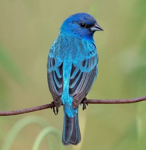 Bunting Bird, Instagram Features, Indigo Bunting, Interesting Animals, Desert Plants, Tattoos For Kids, Backyard Birds, Little Birds, Wild Birds