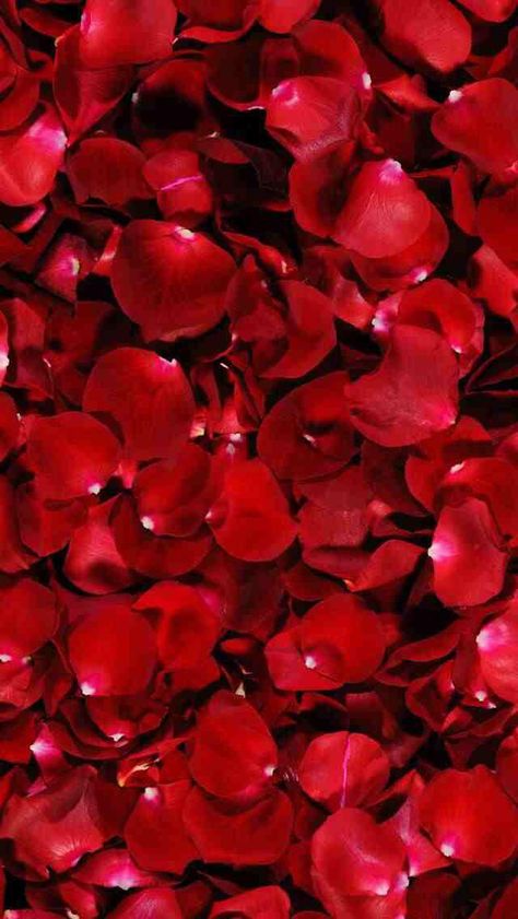 Rose petals Fresh Rose Petals, Diamond Wallpaper, Red Rose Petals, Flower Texture, Red Petals, Rainbow Aesthetic, Rose Rouge, Red Diamond, Rose Wallpaper