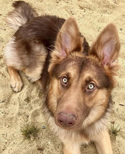 Red German Shepherd, German Shepherd Photos, German Sheperd Dogs, German Shepherd Pictures, German Shepherd Funny, Black German Shepherd, Yorkshire Terrier Puppies, Shepherd Puppies, German Shepherd Puppies