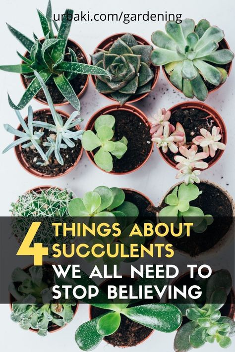 Succulent Tips, Succulents Care, Cool Succulents, Succulent Wreath Diy, Succulent Garden Indoor, Potted Flowers, Propagating Succulents, Succulents Plants, Succulent Wreath