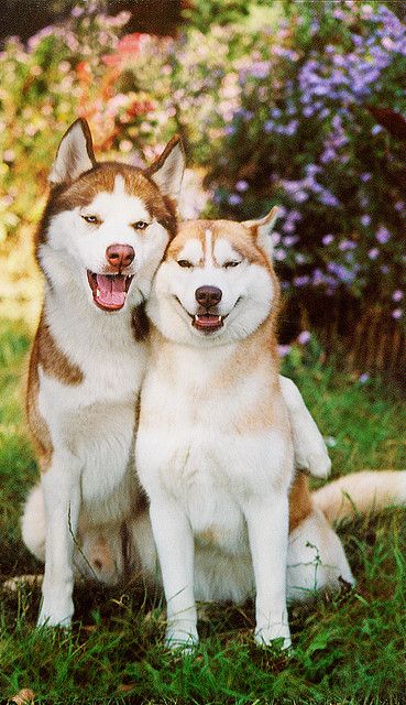 Caine Husky, Most Beautiful Dogs, Cute Husky, 강아지 그림, Husky Mix, Puppy Photos, Airedale Terrier, Husky Puppy, Blue Heeler