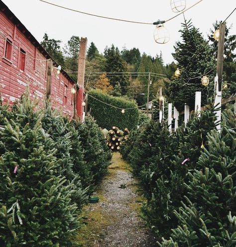 Tree Farm Aesthetic, Christmas Tree Farm Wallpaper, Farm Wallpaper, Farm Aesthetic, Christmas Tree Lots, Christmas Tree Sale, Holiday Romance, Christmas Time Is Here, Tree Farm