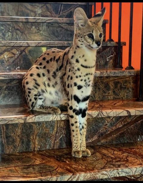 African Wild Cat, Serval Cat, Exotic Pet, Serval Cats, Gato Grande, Exotic Cats, Savannah Cat, Cat Pose, Pretty Animals