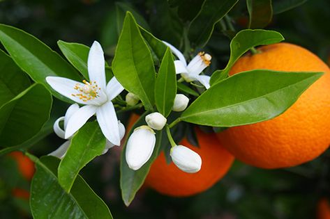 Florida Symbols & Emblems | Florida Smart Botanical Reference, Blossom Perfume, Story Images, Orange Blossom Honey, Orange Blossom Water, Honey Gifts, Best Honey, Drawing Flowers, Citrus Fragrance