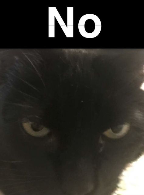 No Cat Reaction Pic, I Have Something Silly To Say Cat, Cat Pictures With Text, No Cat Meme, Response Images, Cats With Text, Thanks Meme, Text Responses, Cat Mem