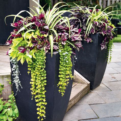 Spider plants, wandering Jew, creeping Jenny, Sweet potato vine in planter pots Backyard Planters, Front Porch Flowers, Porch Landscaping, Design Tricks, Porch Flowers, Plants Outdoor, Have Inspiration, Garden Containers, Container Garden