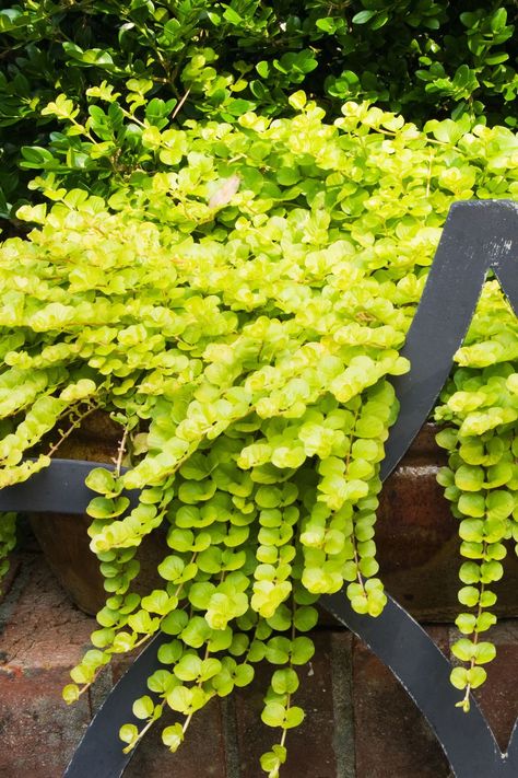 Best Perennials For Shade, Purple Flowering Plants, Funny Vine, Shade Loving Perennials, Shade Garden Plants, Creeping Jenny, Best Perennials, Shade Perennials, Trailing Plants