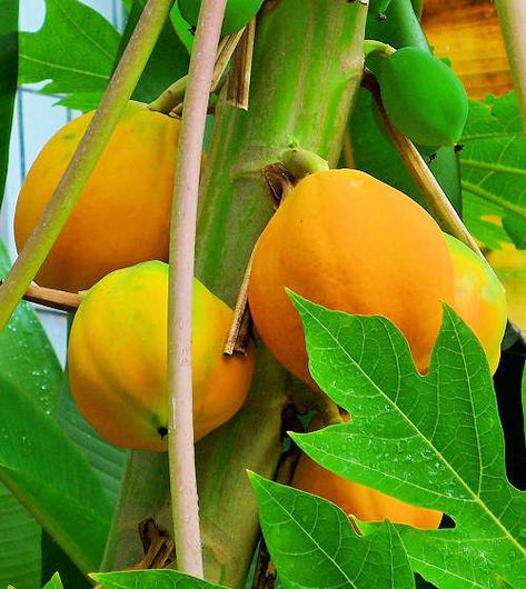 Growing Papaya: Carica papaya Ayurveda Food, Papaya Leaf, Papaya Plant, Nutrition 101, Fruit Nutrition Facts, Papaya Tree, Growing Organic Vegetables, Fruit Nutrition, Ayurvedic Recipes