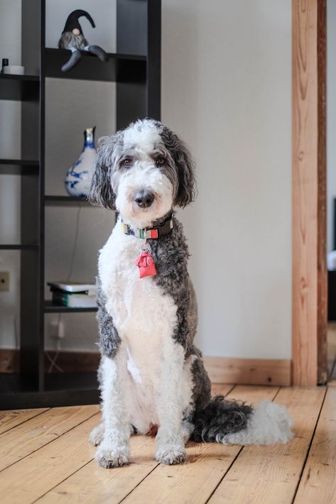 Sheepadoodles are a mix between an Old English Sheepdog and a Poodle. Click to learn more about this doodle breed. #sheepadoodle Sheepadoodle Grooming Styles, Sheepadoodle Grooming, Doodle Cuts, Doodle Breeds, Great Dog Names, Dog Haircut, Poodle Mix Puppies, Dog Grooming Tools, Dog Grooming Styles