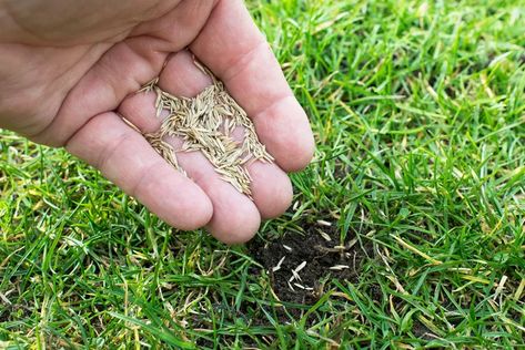 When To Plant Grass Seed: Timing And Tips For Success Southern Living Plant Collection, Culture Quotes, Breakfast Party Foods, Southern Living Plants, Easy Dinner Casseroles, Grass Type, Healthy Lawn, Etiquette And Manners, Plant Problems