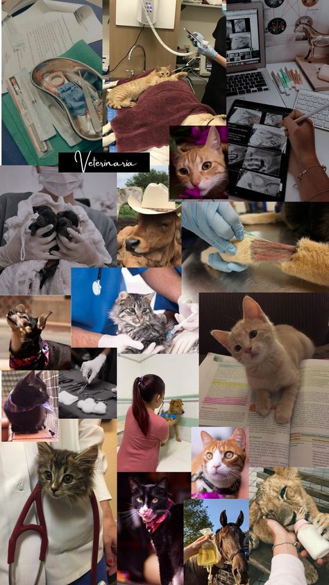 Tu futura o actual profesión. La medicina veterinaria el arte de curar a los más indefensos. Aesthetic Vet Pictures, Vet Inspiration, Medicine Wallpaper, Veterinary Medicine Student, Vet Pictures, Vet School Motivation, Inspo Wallpaper, Veterinary Studies, Large Animal Vet