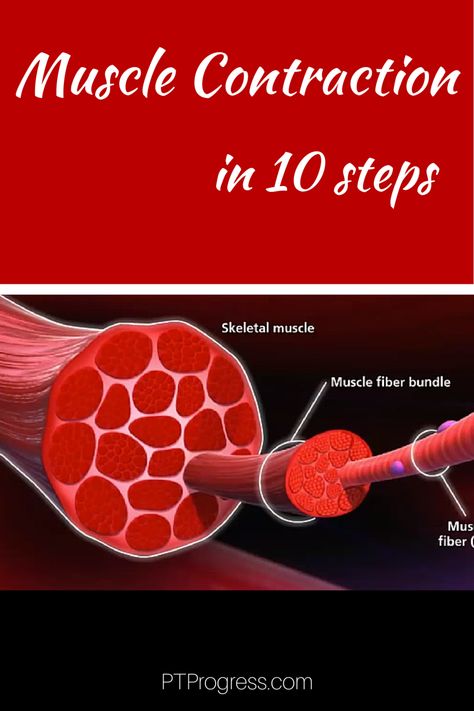 Muscle contraction in 10 basic steps. Sliding filament theory and muscle contraction video to explain how a muscle contracts. Muscle Contraction Steps, Sliding Filament Theory, Mcat Study Tips, Mcat Study, Dynamic Stretching, Motor Neuron, Ten Unit, Muscle Contraction, Cell Membrane