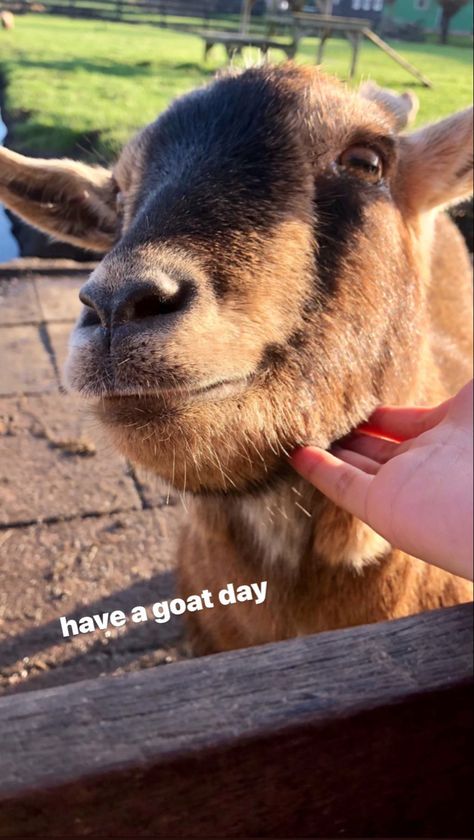 Farm Instagram Story, Zoo Instagram Story, Zoo Photo Ideas, Zoo Photos, Funny Animals With Captions, Feed Insta, Cute Goats, Nature Instagram, Photo Caption