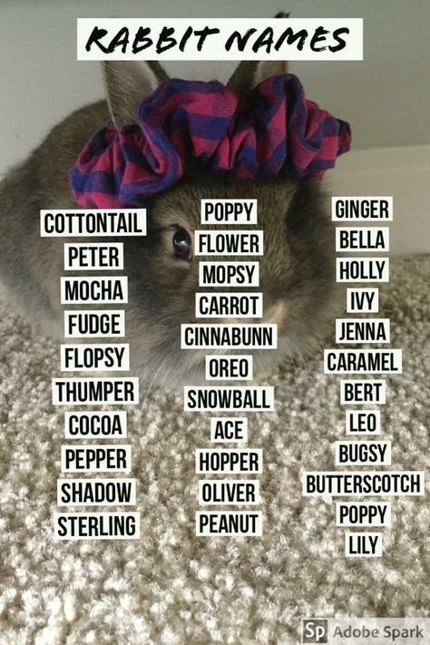 Boy Rabbit Names, Adopt A Bunny, Bunny Care Tips, Cute Animal Names, Bunny Supplies, Cute Pet Names, Holland Lop Bunnies, Pet Rabbit Care, Rabbit Names