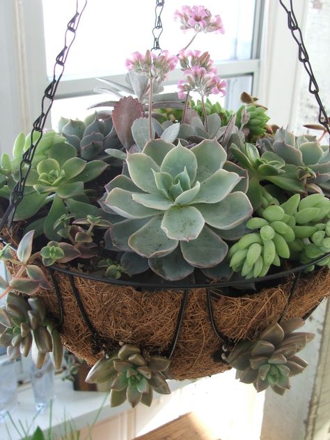 Kaktus Dan Sukulen, Succulent Garden Design, Succulent Garden Diy, Hanging Succulents, Growing Succulents, Succulent Gardening, Succulents In Containers, Garden Containers, Succulent Terrarium