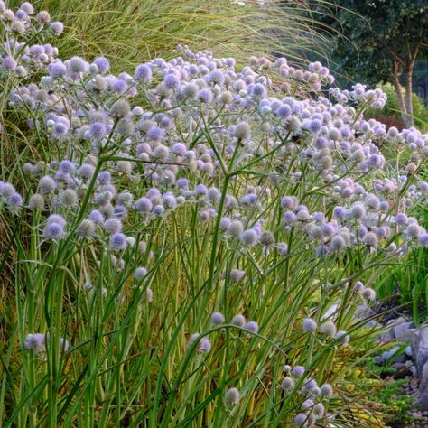 Reveling in Ravenel's Rattlesnake Master | Plant Delights Nursery Blog Rattlesnake Master, Late Summer Early Fall, Lawn Ideas, Bog Garden, Pollinator Garden, Native Garden, Plant List, Botanic Garden, Garden House